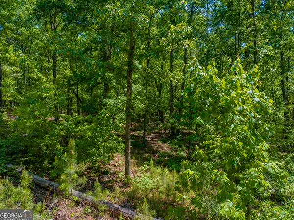 a view of a forest