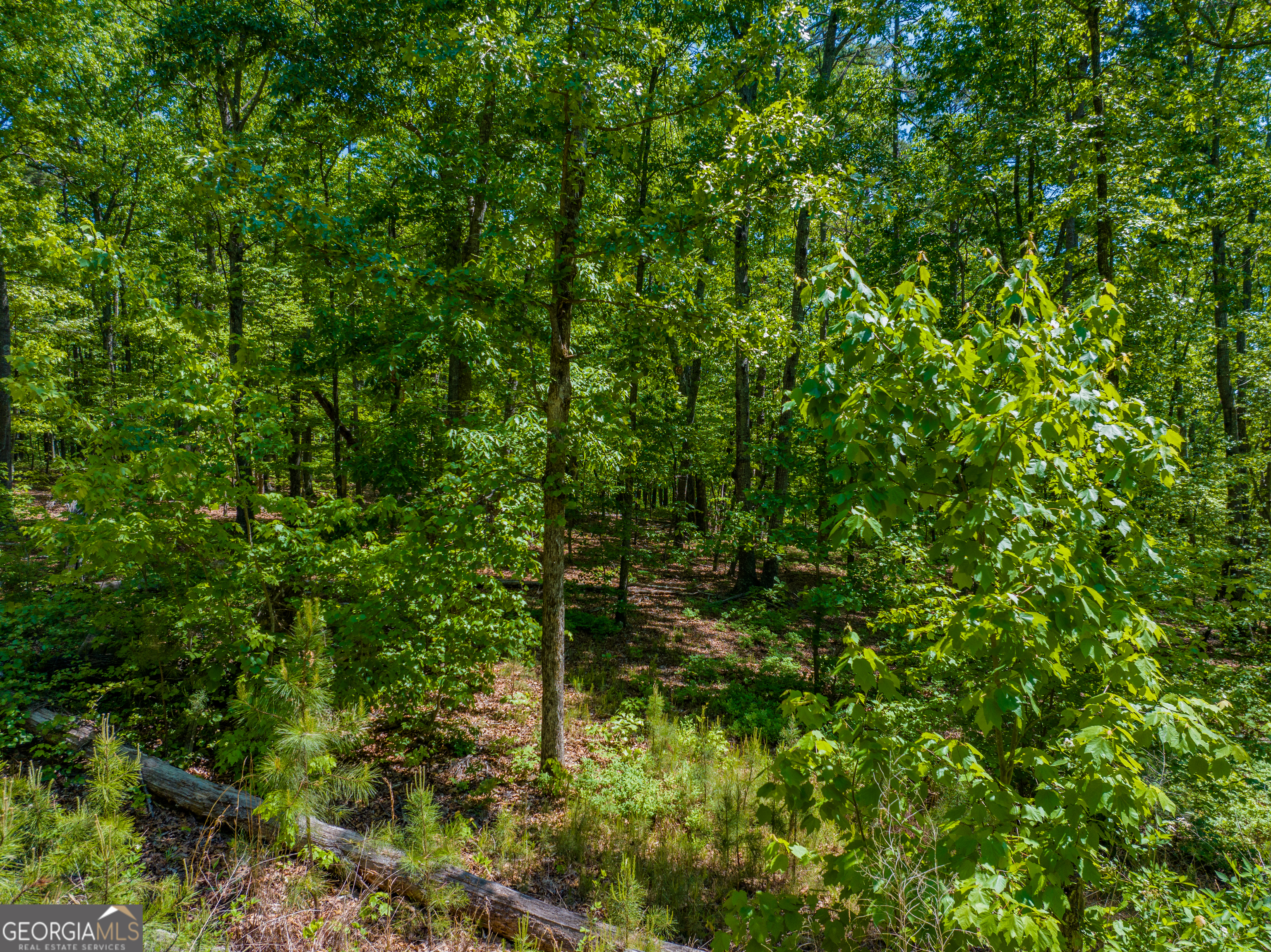 16-acres Gun Club Road Buchanan, GA 30113 - Photo 16 of 16 a view of a forest