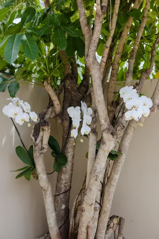 a picture of a plant