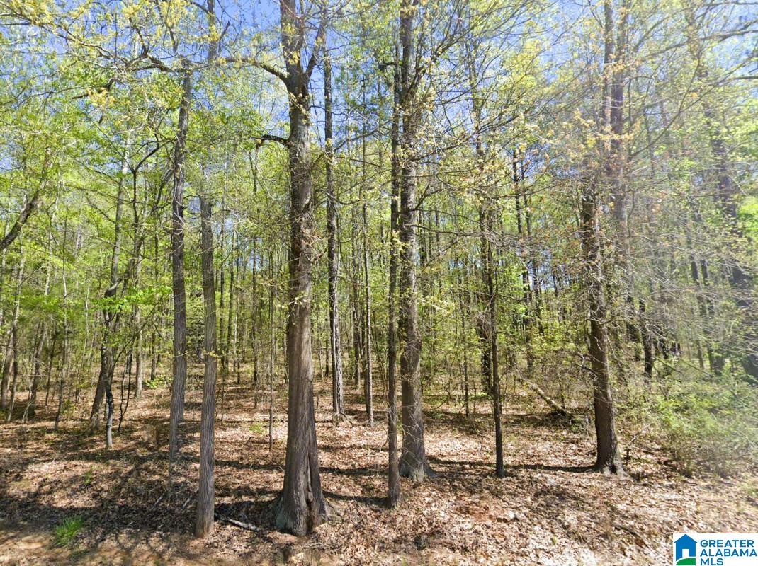 5565 Red Robin Road Sylacauga, AL 35151 - Photo 4 of 15