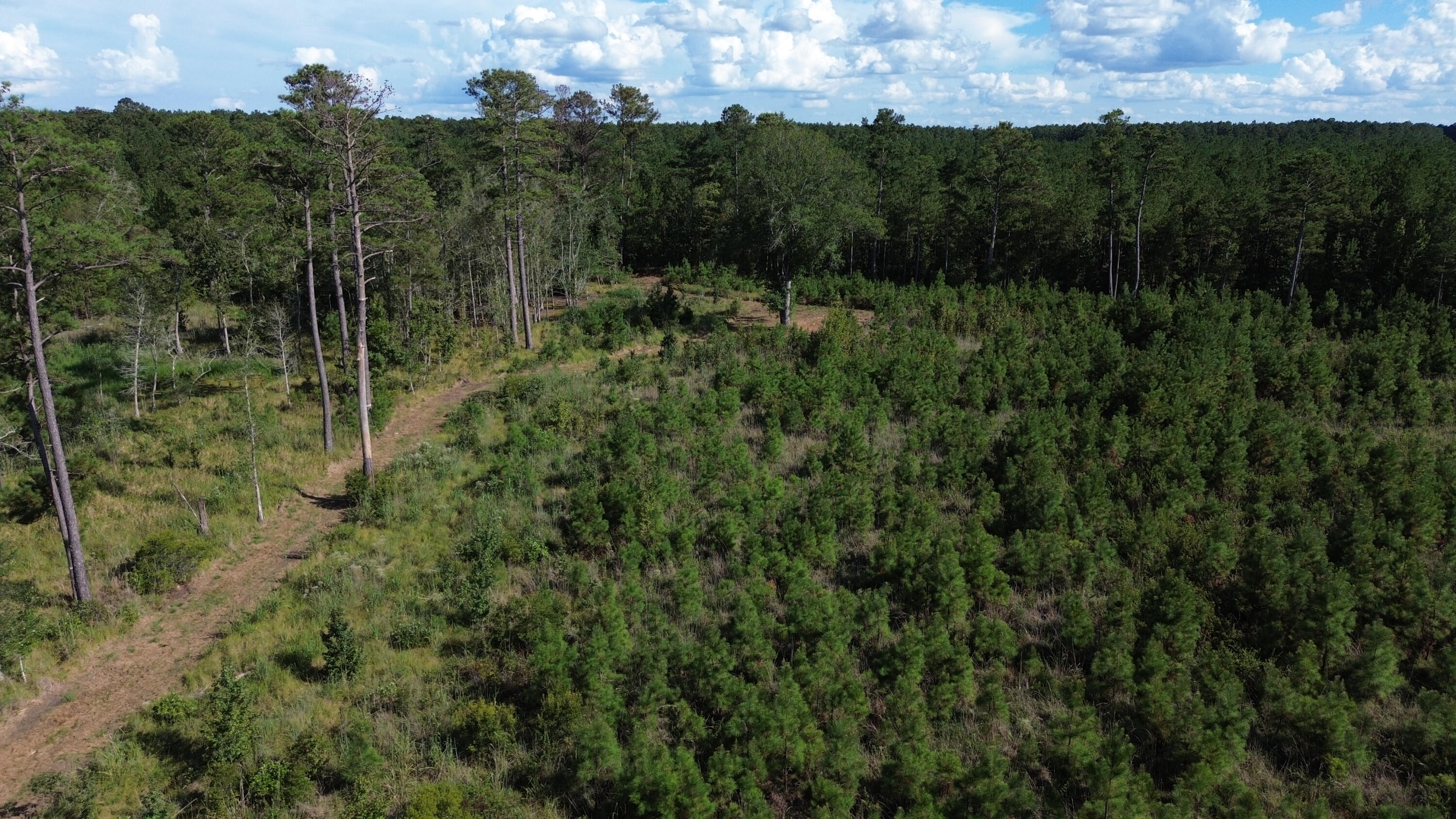3 Bethel Forest Road Rowesville, SC 29133 - Photo 23 of 33 DJI_0168
