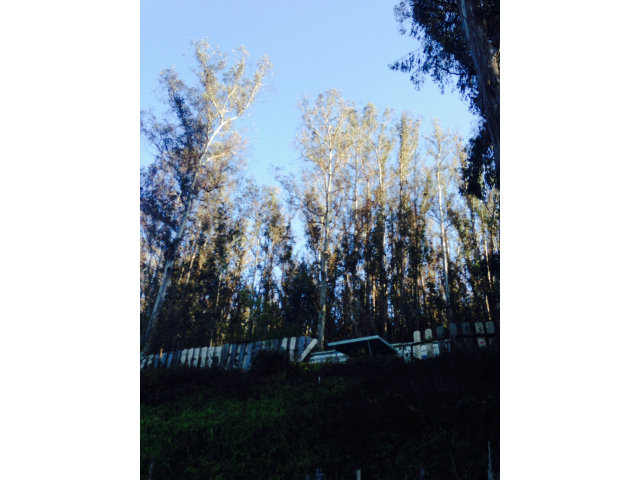 836 Lewis Road, Unit A Watsonville, CA 95076 - Photo 19 of 22 a view of a tree in a yard