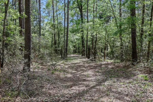 a view of a forest with trees in the background