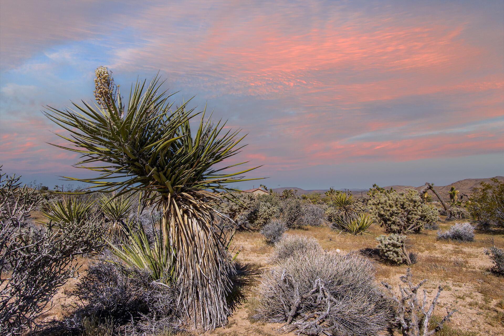 102 Saddleback Road Joshua Tree, CA 92252 - Photo 1 of 18 IMG_7723