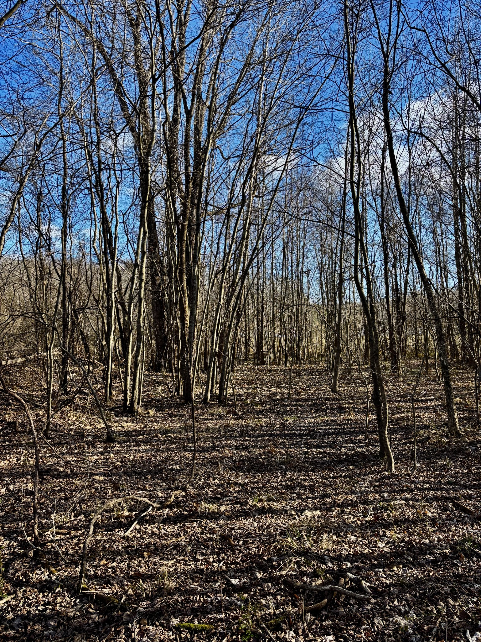 0 Wallace Road Waverly, TN 37185 - Photo 2 of 7 a view of a yard