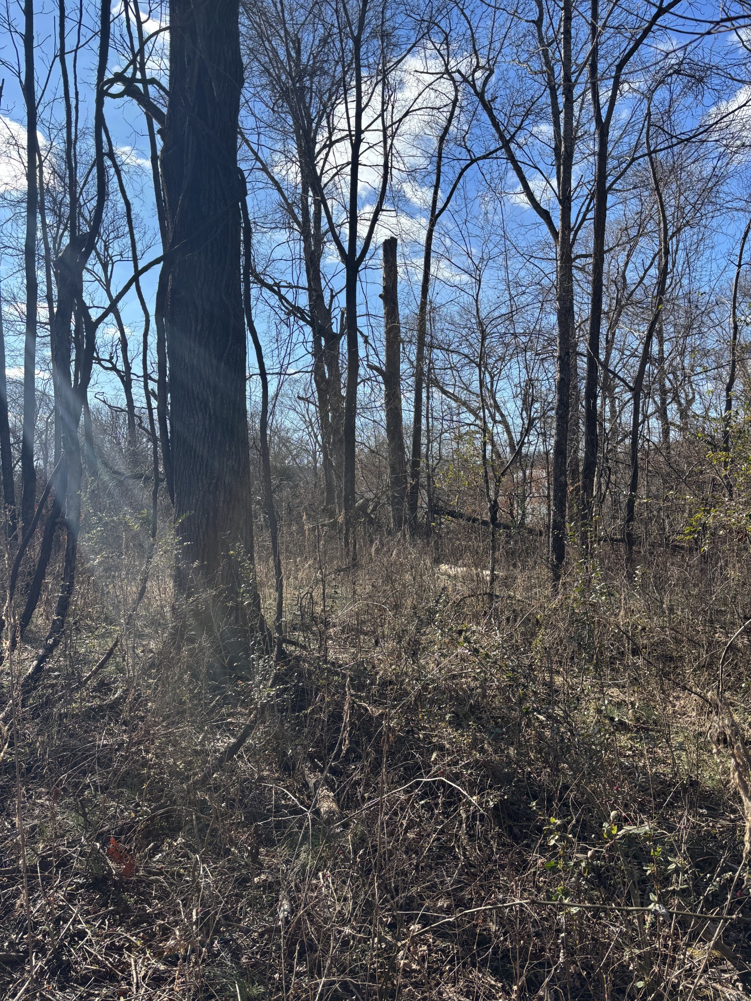 0 Wallace Road Waverly, TN 37185 - Photo 3 of 7 a backyard of a house with lots of green space