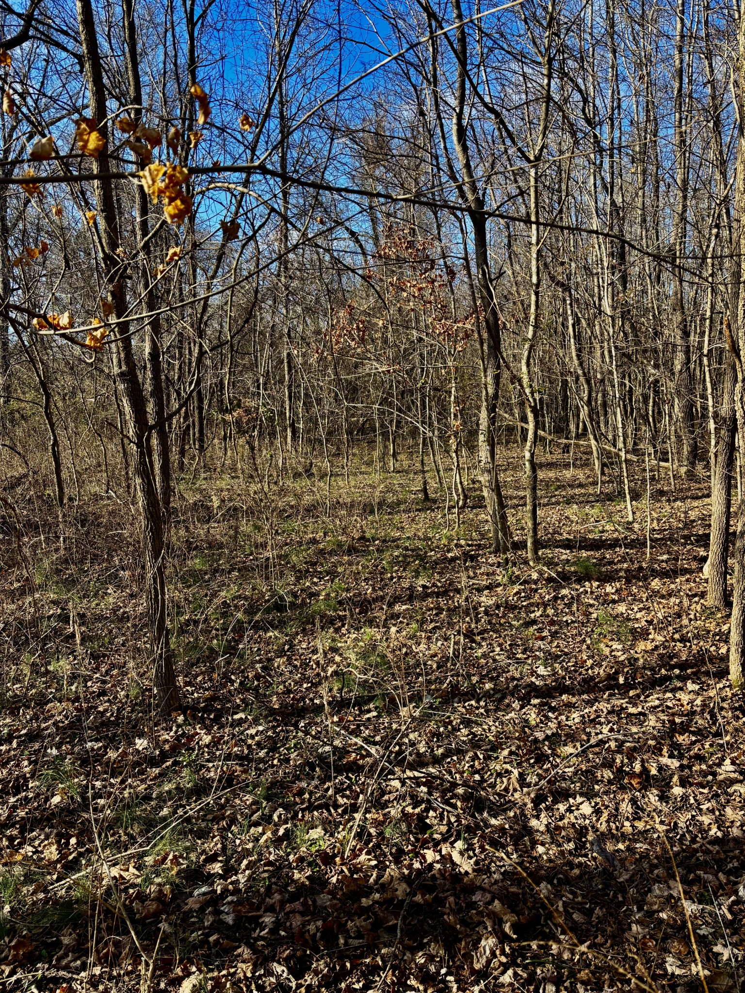 0 Wallace Road Waverly, TN 37185 - Photo 7 of 7 a view of a yard