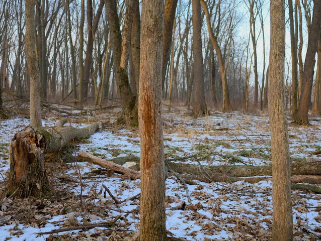 a view of yard with tree in the background