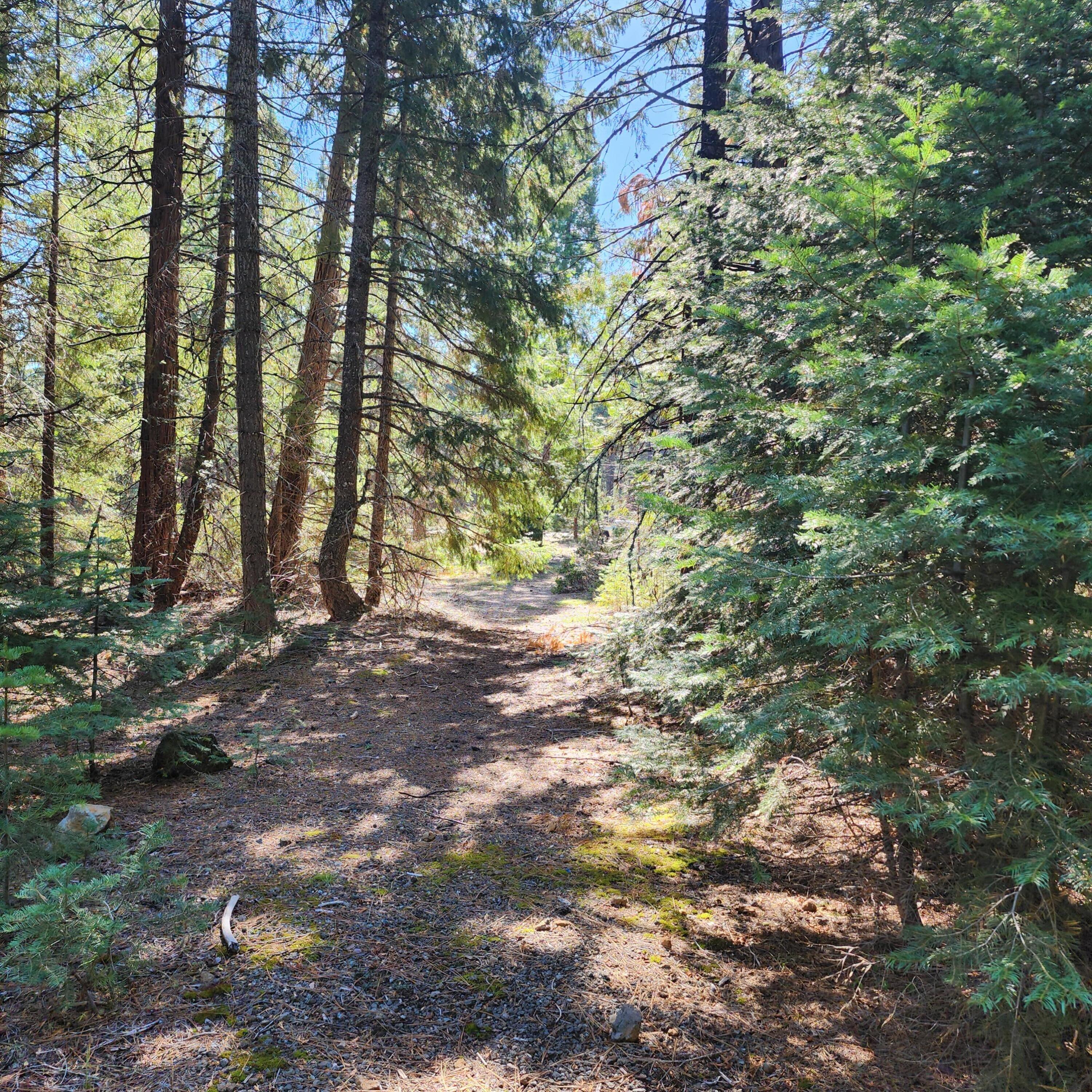 Ca-44 Shingletown, CA 96088 - Photo 11 of 11 a view of forest