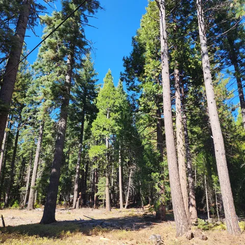 a view of a yard with plants and trees
