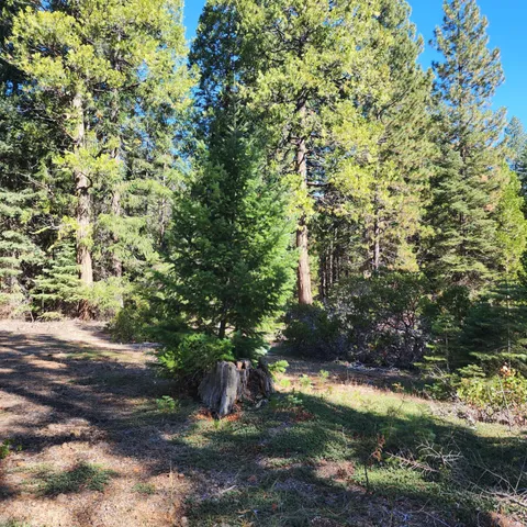 a view of a yard with plants and large trees