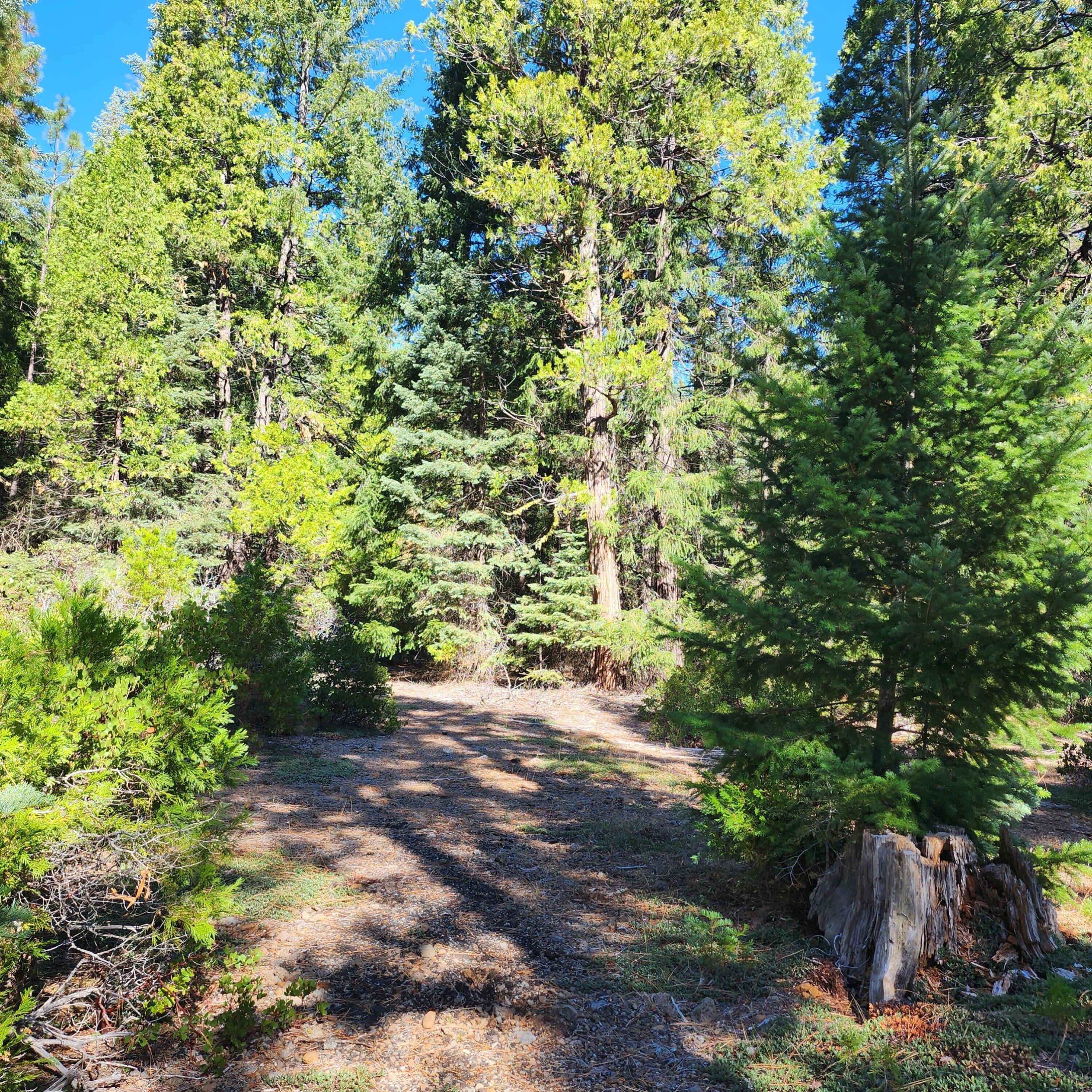 Ca-44 Shingletown, CA 96088 - Photo 5 of 11 a view of a yard with plants and trees