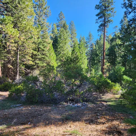 a view of a yard with plants and tree