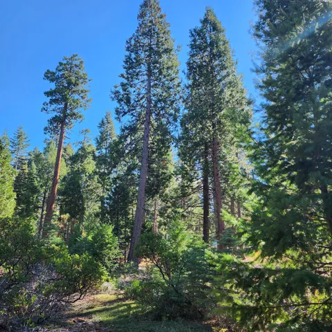 a view of a forest with trees