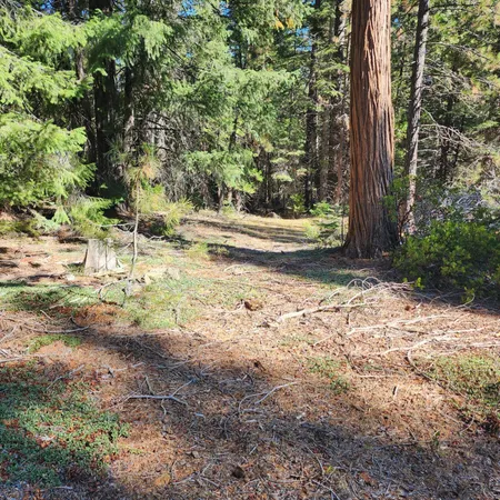 a view of yard with trees