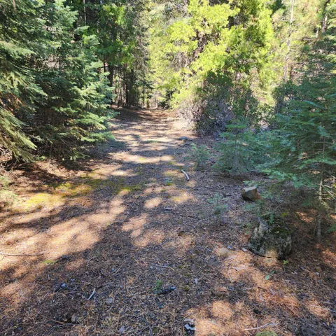 a view of a yard with plants and trees