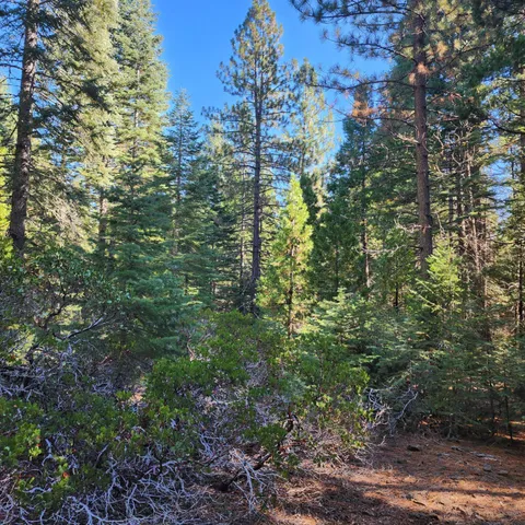 a view of a forest with lots of trees