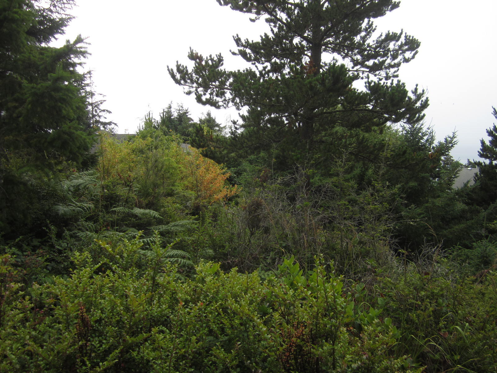 Lot Ridgewood Ridgewood Road Tillamook, OR 97141 - Photo 4 of 6 Lot