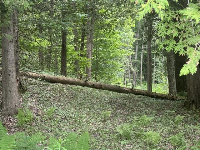 629 South Craftsbury Road Craftsbury, VT 05826 - Photo 50 of 54