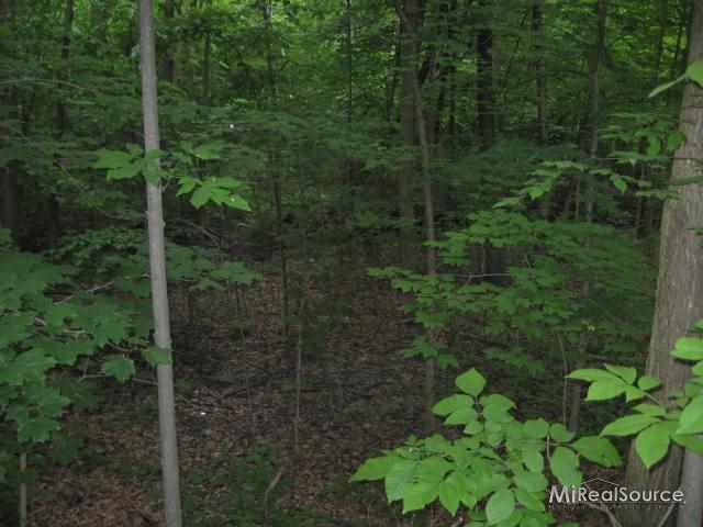 1705 Stoddard Road Columbus, MI 48063 - Photo 11 of 26 woods leading to creek, lots of dear, turkey, fox,