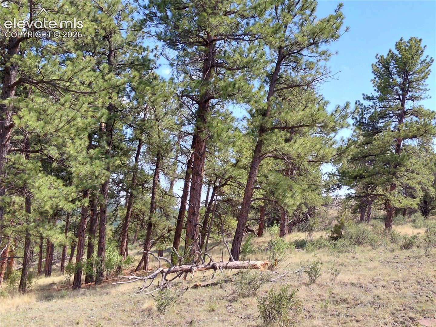 70 Owls Nest Road Guffey, CO 80820 - Photo 23 of 26 Gallery Image 23