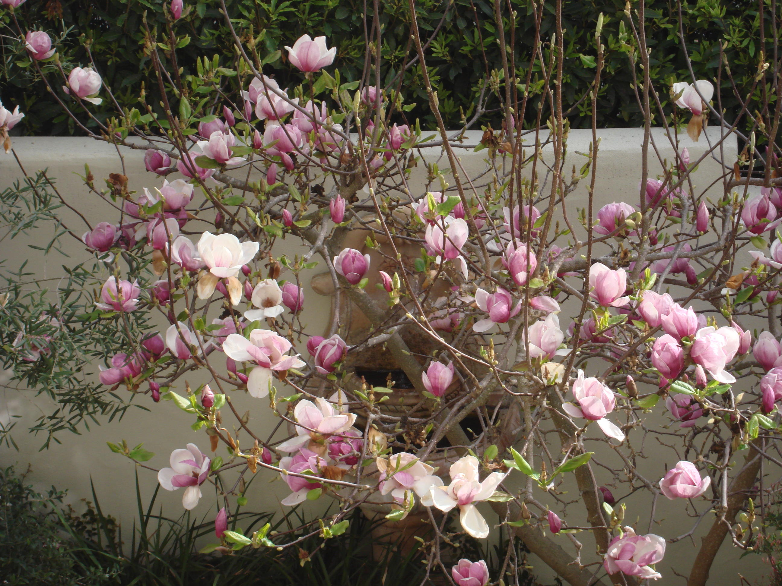 71 Olive Mill Road Montecito, CA 93108 - Photo 22 of 22 a picture of flowers