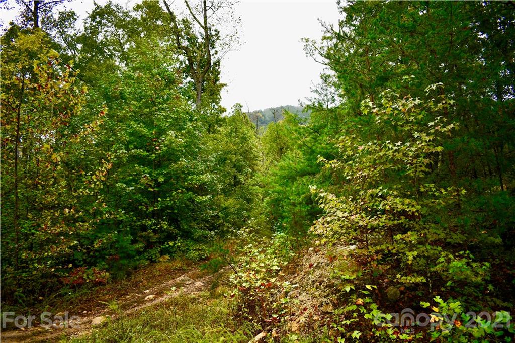 Lot 10 Dobsons Knob Loop Road, Unit 10 Marion, NC 28752 - Photo 7 of 21 a view of a tree