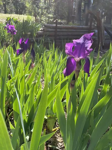 a view of a trees in a yard