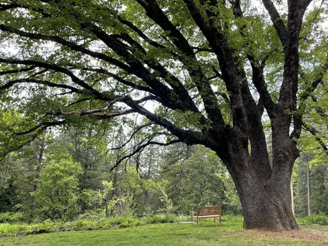 a view of a wooden house with a small yard and large trees