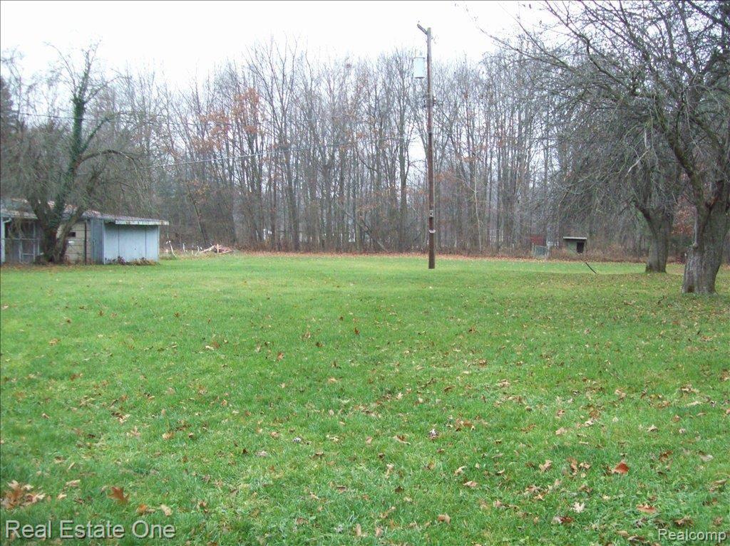 WATCH THE DEER PLAY