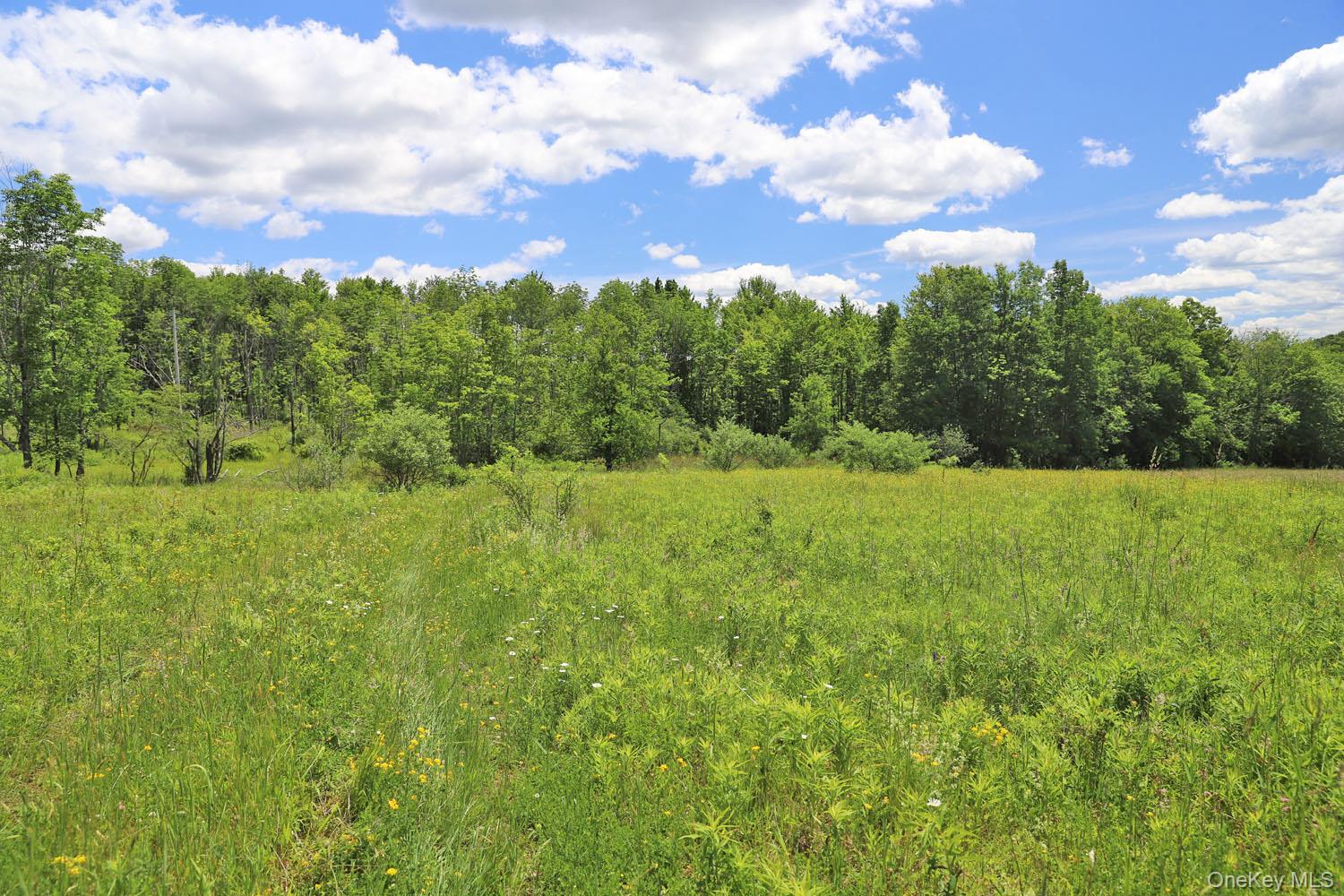 Dietz Road Callicoon Center, NY 12724 - Photo 8 of 24 Meadow to treeline