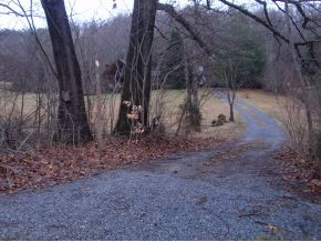 2767 Bob Little Road Elizabethton, TN 37643 - Photo 8 of 12 driving into property
