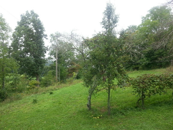 2753 Camp Carysbrook Road Riner, VA 24149 - Photo 11 of 19 a view of a lush green forest