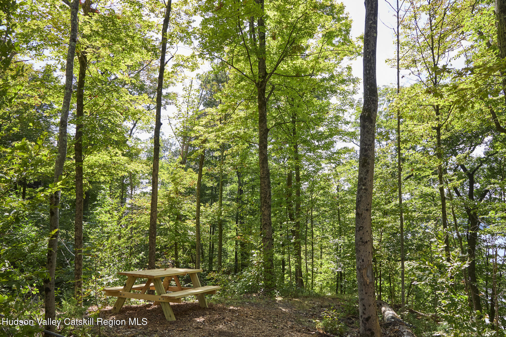 0 Mill Road Rhinebeck, NY 12572 - Photo 14 of 16 a view of a yard with a tree