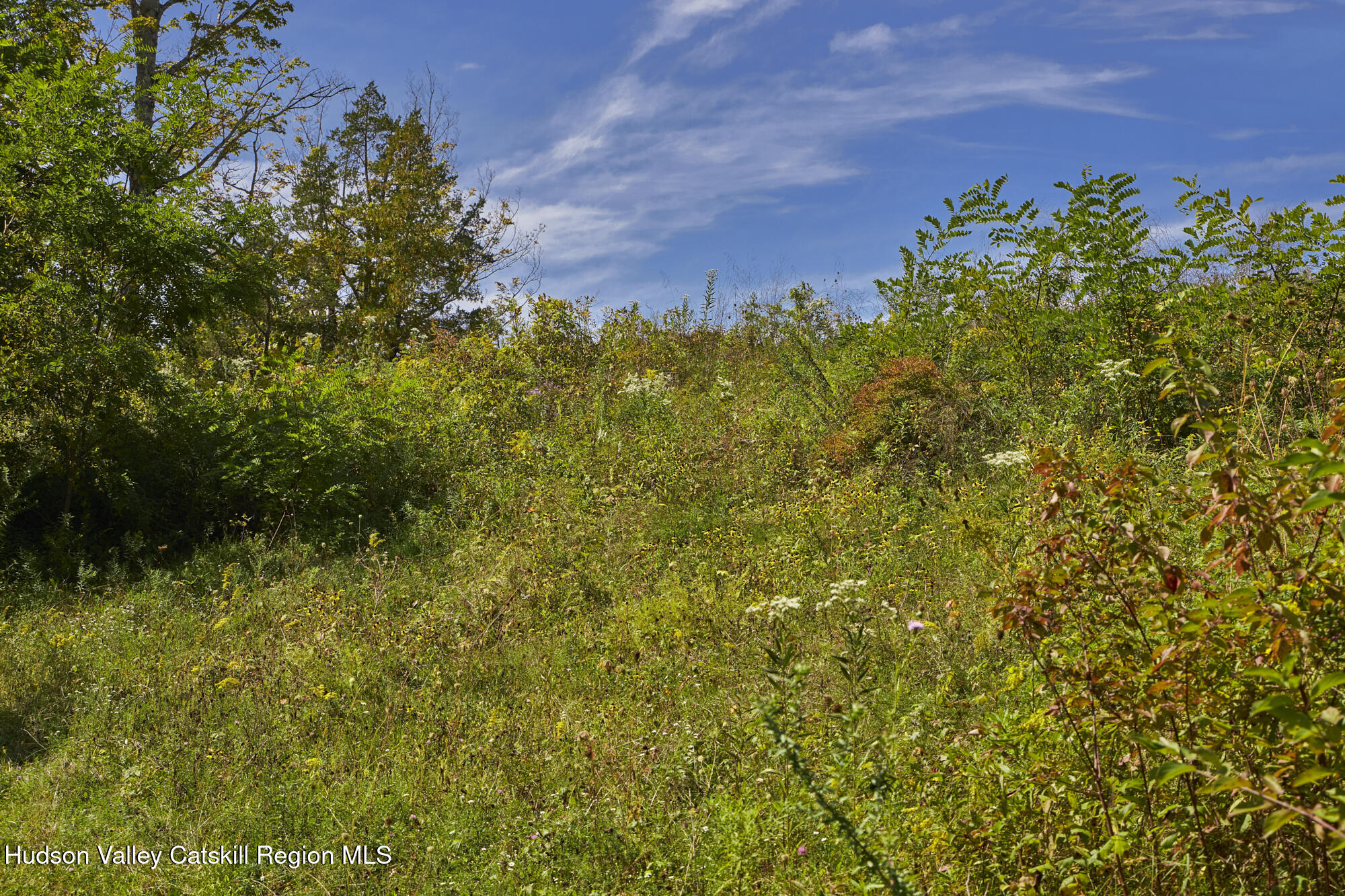 0 Mill Road Rhinebeck, NY 12572 - Photo 6 of 16 a view of a big yard with plants and large trees