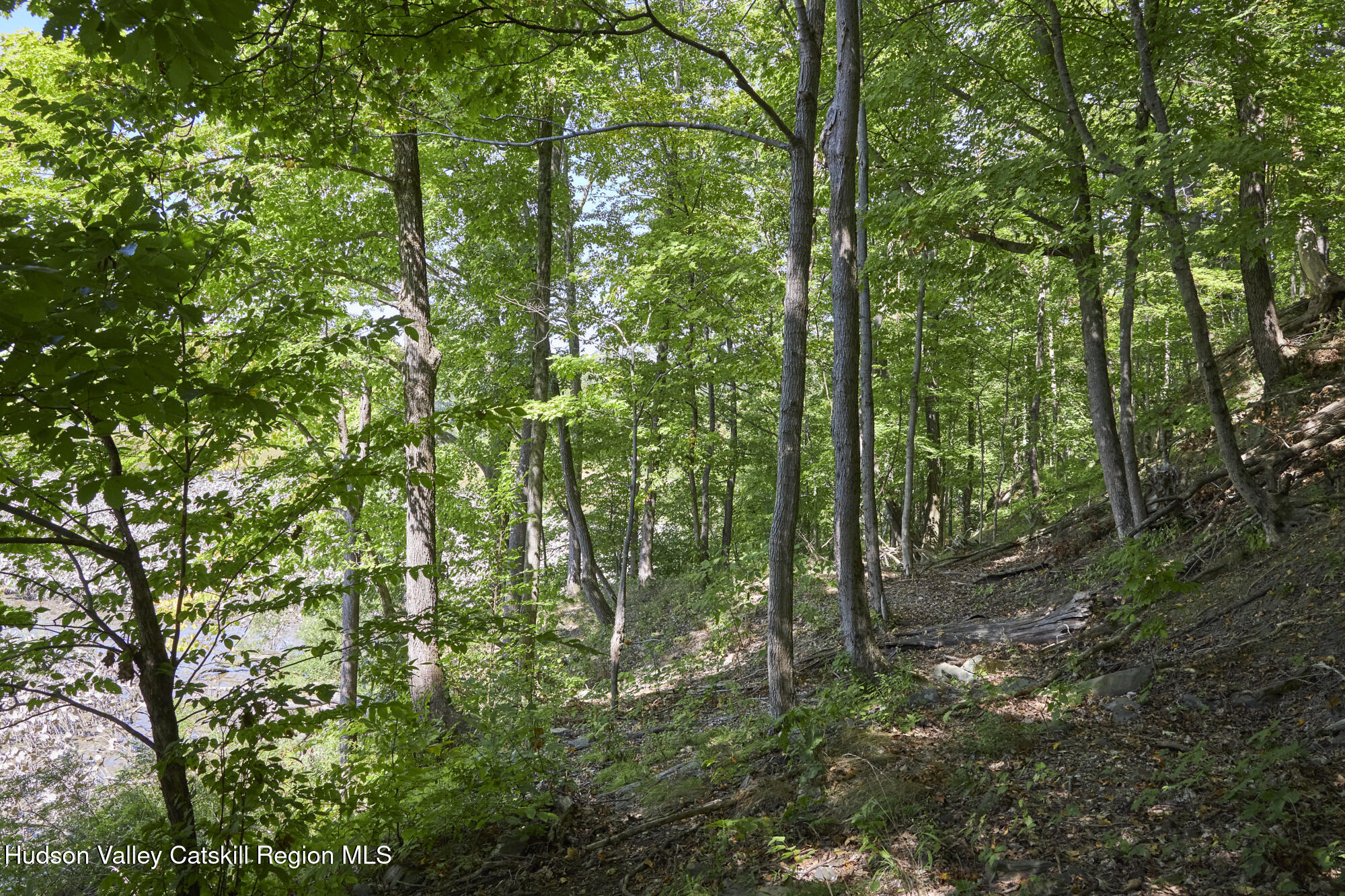 0 Mill Road Rhinebeck, NY 12572 - Photo 9 of 16 a view of forest