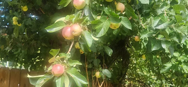 a close up of a flower in a garden