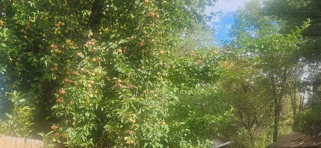 a view of a lush green forest