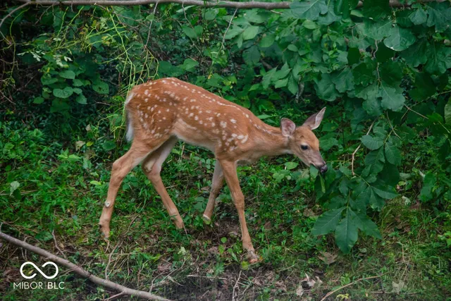 $384,997 | 4523 Parkwood Drive, Martinsville, IN 46151