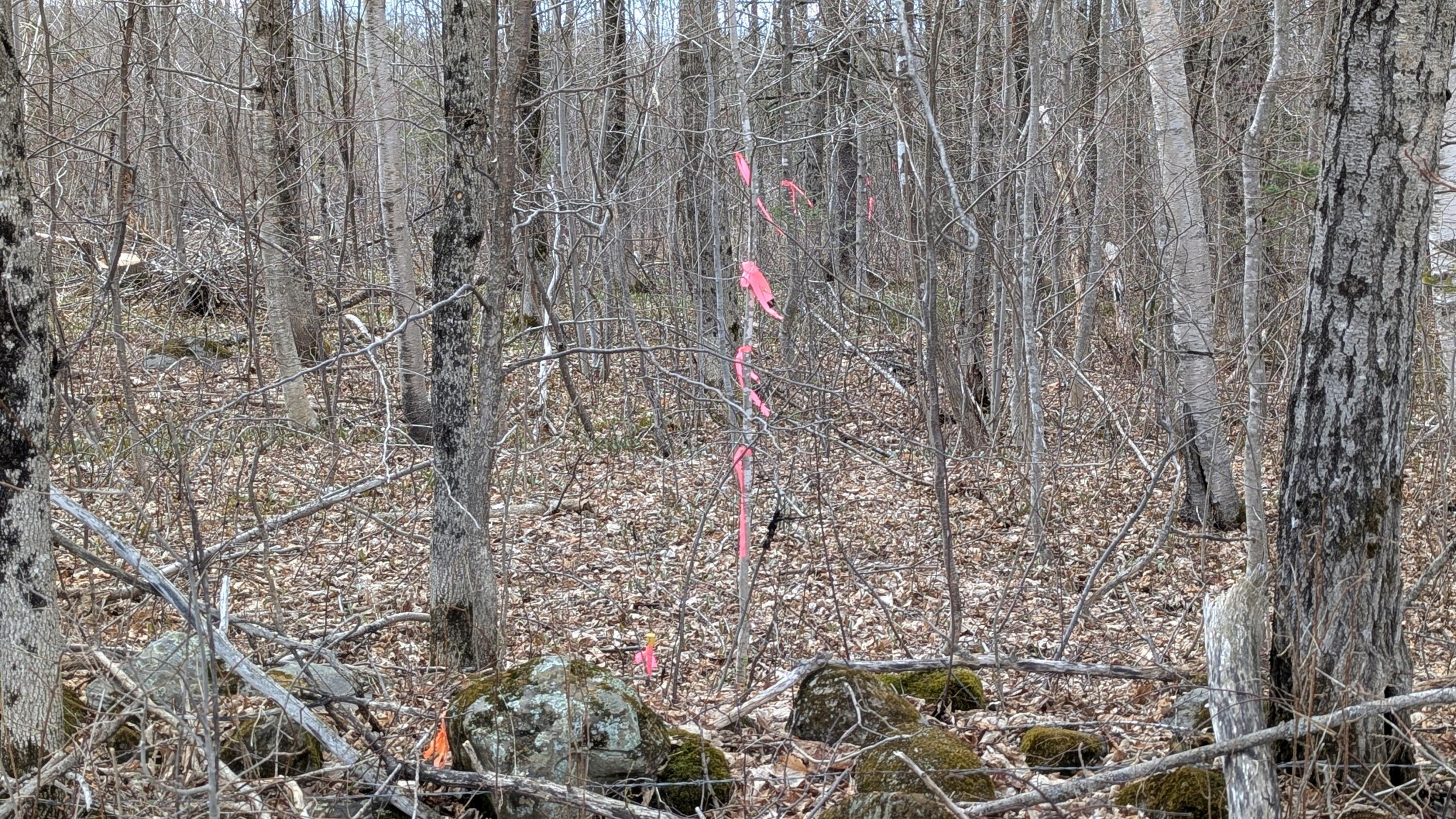 456 West Mills Road Industry, ME 04938 - Photo 8 of 10 North Survey Line