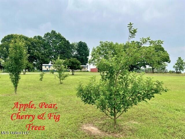 251 Green Road North Sardis, MS 38666 - Photo 30 of 48 251 GREEN RD - FRUIT TREES (2)
