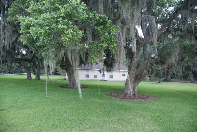 a view of a park with large trees