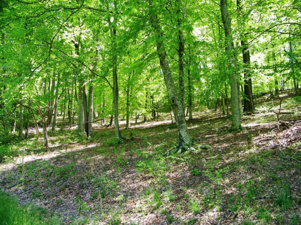 470 Head Hollow Road Duffield, VA 24244 - Photo 21 of 34 Photo 21