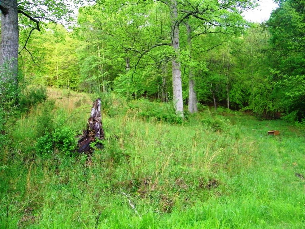 470 Head Hollow Road Duffield, VA 24244 - Photo 4 of 34 Photo 4