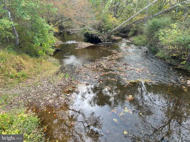 a view of a forest with lots of trees
