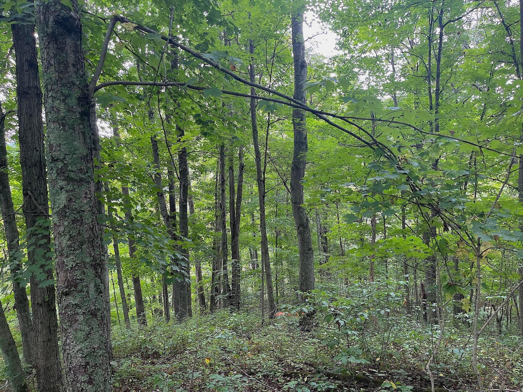 0 Elliott Road Patriot, OH 45658 - Photo 14 of 32