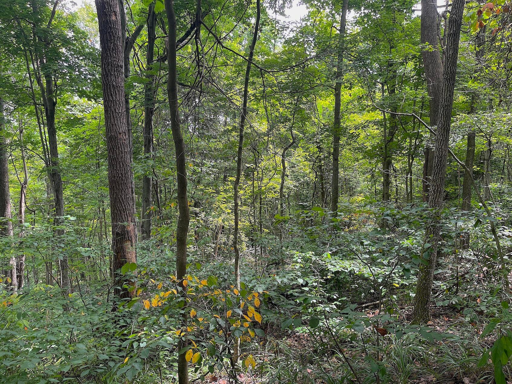 0 Elliott Road Patriot, OH 45658 - Photo 28 of 32