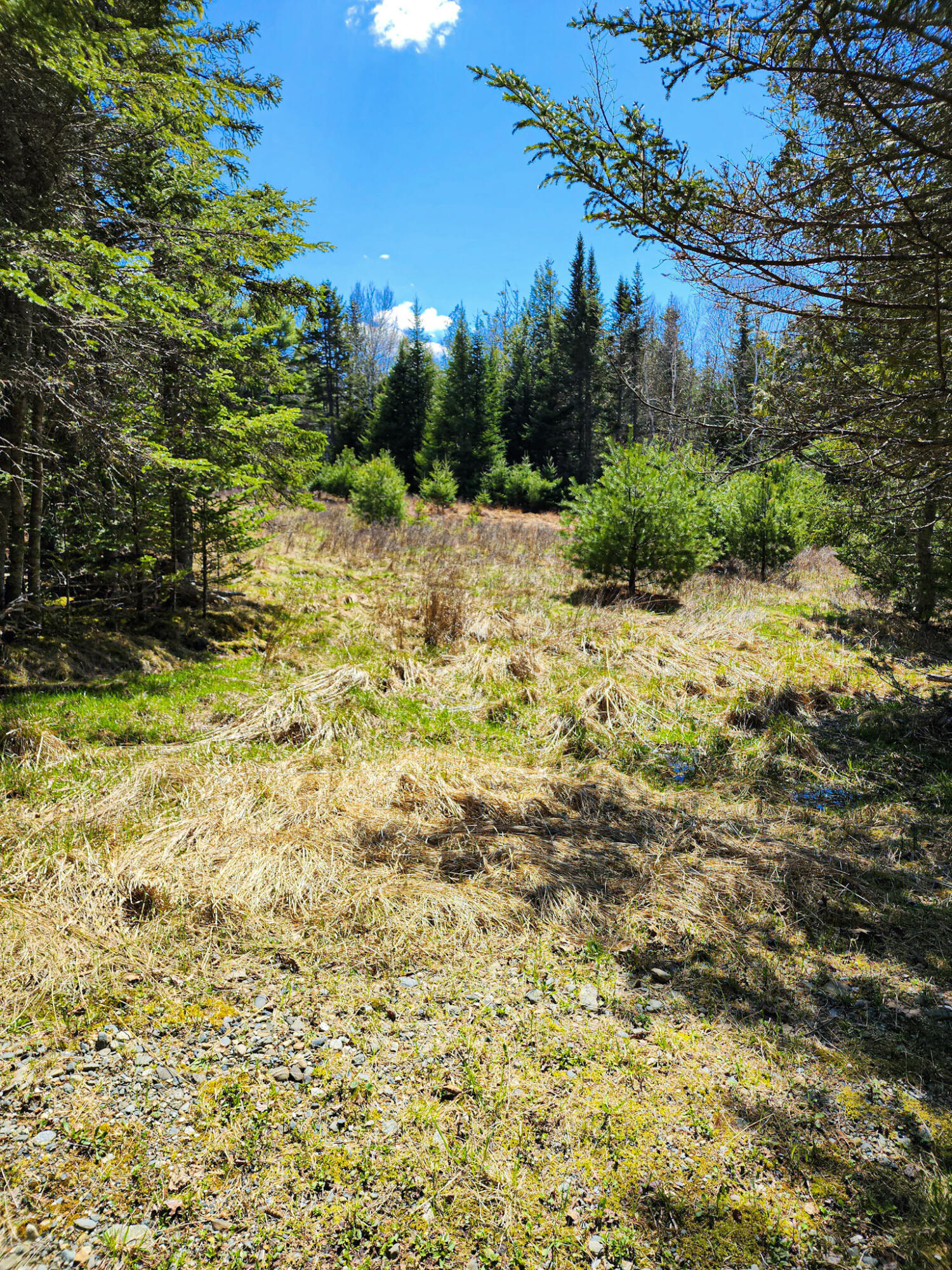 M005-l089 Leaches Point Road Orland, ME 04472 - Photo 10 of 17 Toward Driveway pins