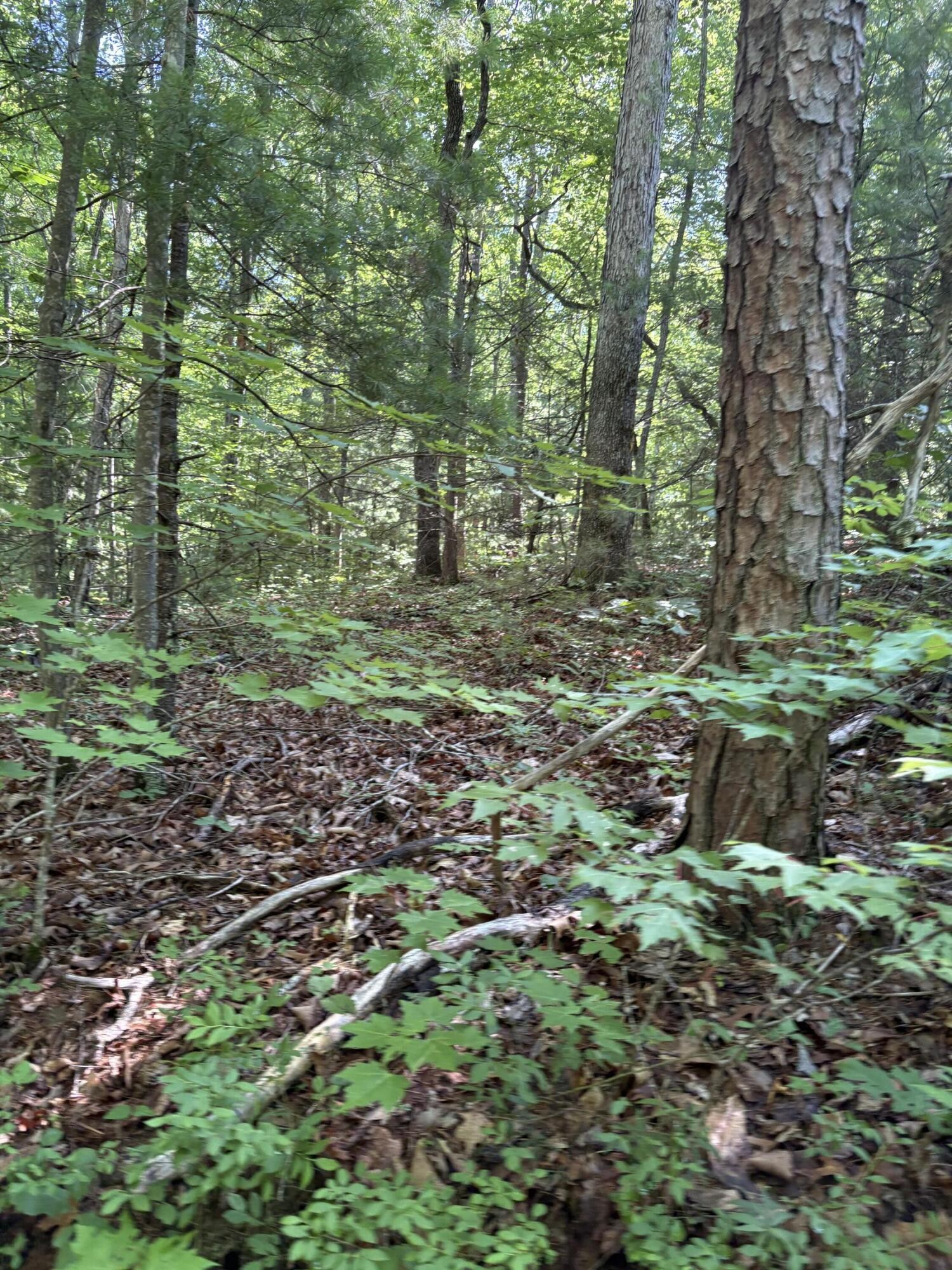 2 Old Furnace Road Tellico Plains, TN 37385 - Photo 15 of 18 Gallery Image 15