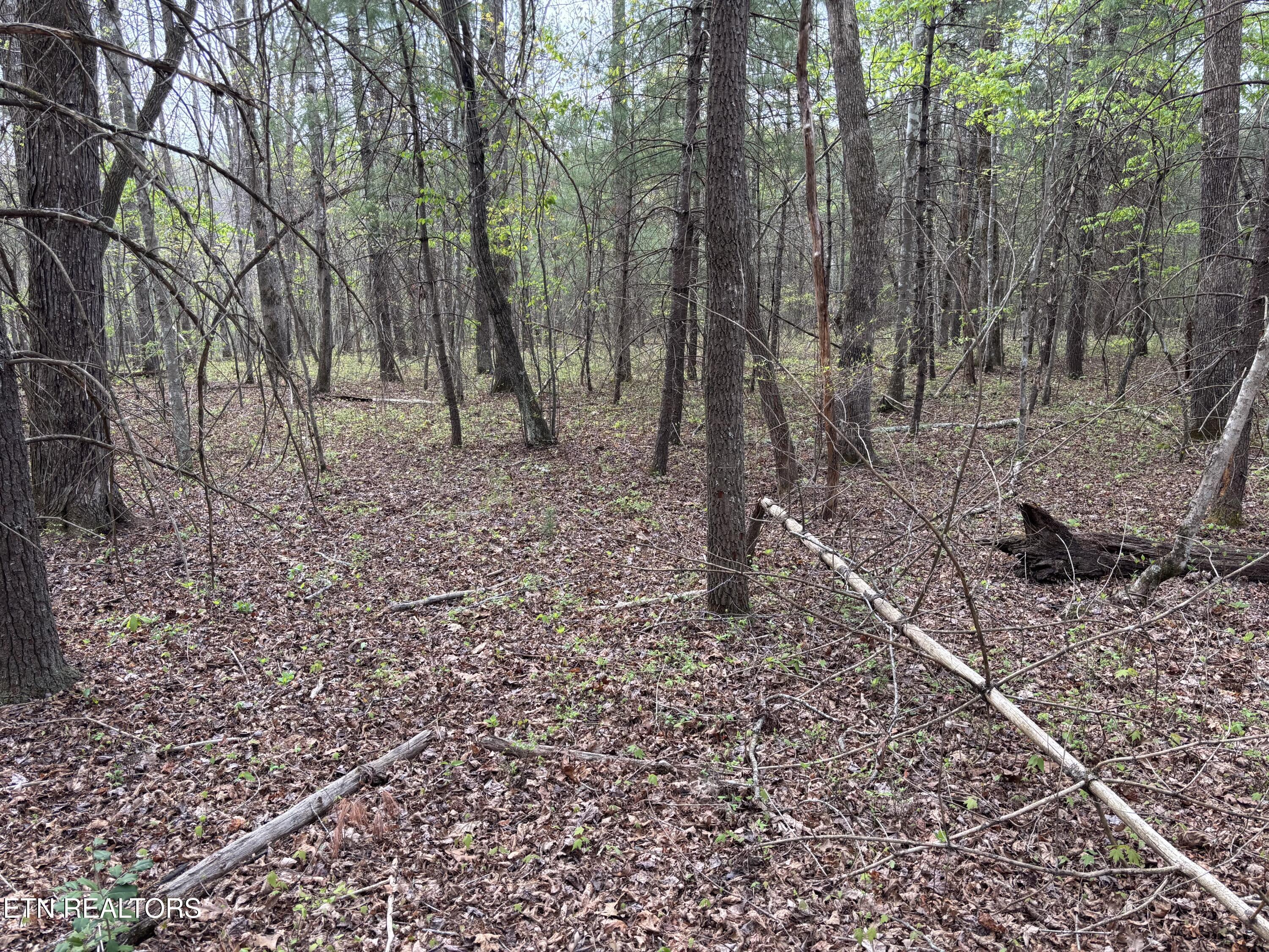 182 Nydeck Road Robbins, TN 37852 - Photo 11 of 18 IMG_5719